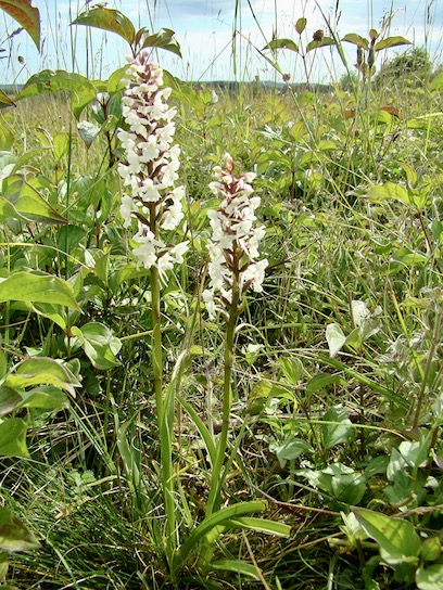 fragrant